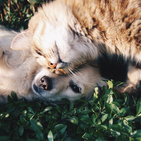 Perros vs Gatos: ¿Cuáles son las diferencias en su alimentación?