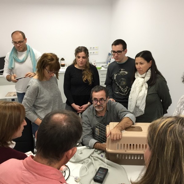 Formación sobre Hipertensión en los gatos en Portavet