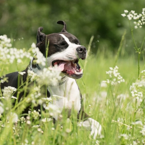 Cuida la salud de tu mascota en primavera: antiparasitarios